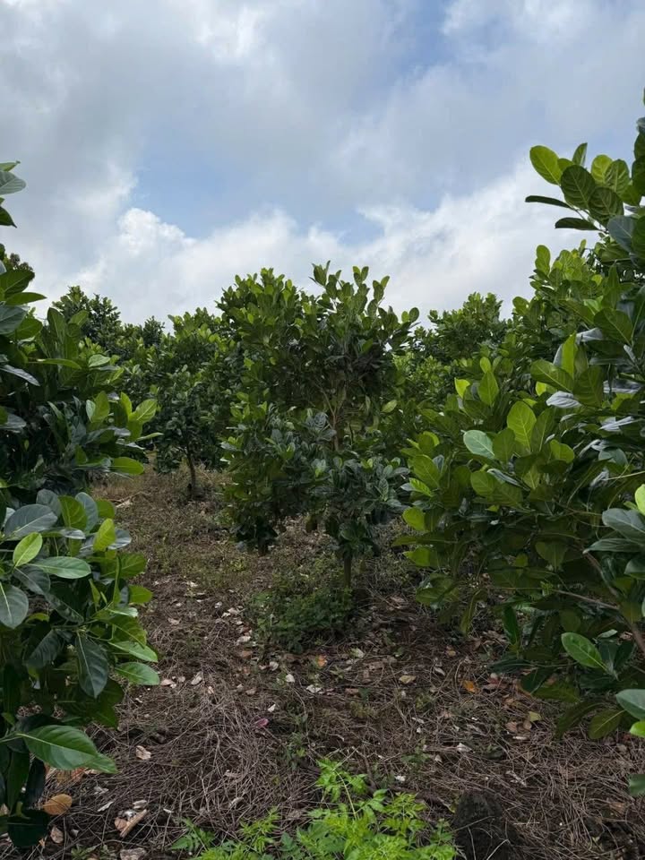 Đất nền Tân Phú, Đồng Nai 3600m² giá 720 triệu - Mặt tiền đường bê tông thông thoáng!