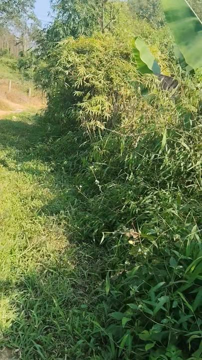 Đất trang trại Ngọc Mỹ Lập Thạch 13ha - Đường ô tô vào tận nơi!