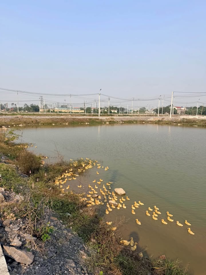 Đất dự án Yên Mỹ, Ý Yên 120m² giá 1.17 tỷ - Cơ hội đầu tư hiếm có!