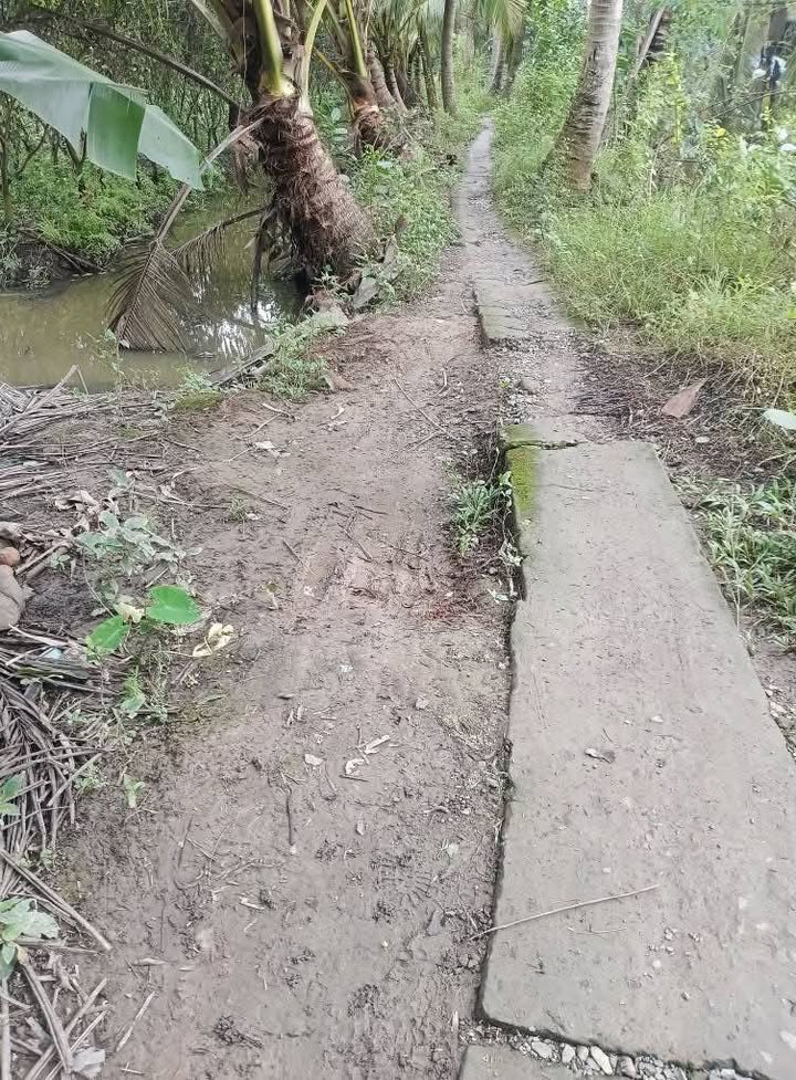 Đất Hiếu Thành, Vũng Liêm 7700m² giá 962.5 triệu - Mặt tiền rộng 92m thuận lợi!