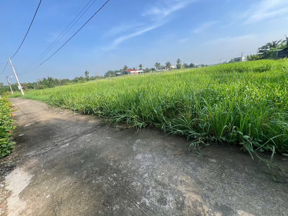 Đất nền Tân Bình, Tân Trụ 1256m² giá 2 tỷ - Sổ đỏ chính chủ, vị trí đẹp!