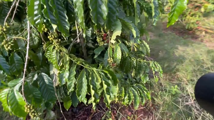 Đất nền Phú Lộc Krông Năng 10.000m² giá 5 tỷ - Cơ hội đầu tư hấp dẫn!