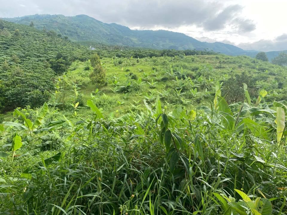 Đất nền 6300m² đường Xuân Diệu, Bảo Lộc - Giá chỉ 1.6 tỷ, view 360 độ thành phố!