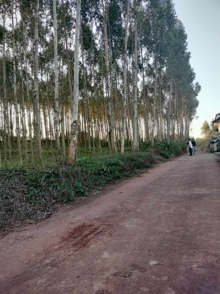 Đất thổ cư Lục Nam 1150m² giá 1.3 tỷ - Cơ hội đầu tư tuyệt vời!