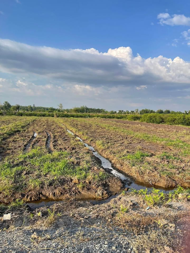 Đất vườn 830m² xã Thạnh Lợi, Bến Lức giá 730 triệu - Đầu tư sinh lời ngay!