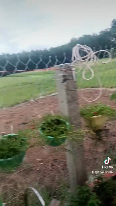 Nhà bán tại ấp Nam Bến Sỏi, Tây Ninh 1176m² giá 490 triệu - Cơ hội đầu tư hấp dẫn!