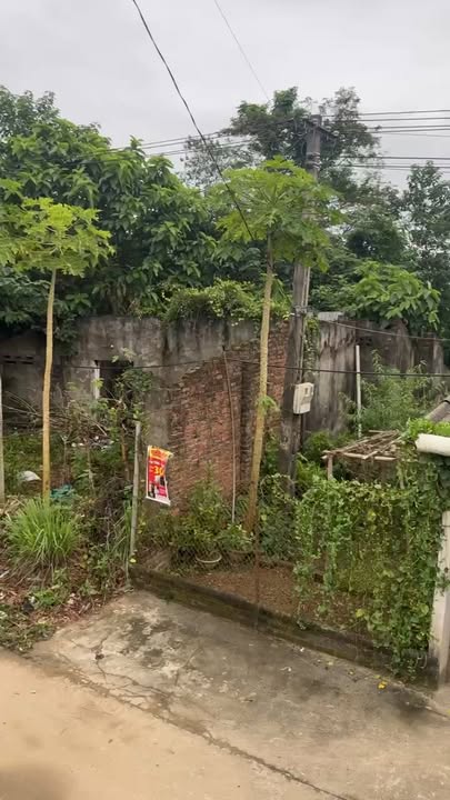 Đất thổ cư Tứ Hiệp Hạ Hòa 221.7m² giá 1 tỷ - Đầu tư sinh lời ngay!