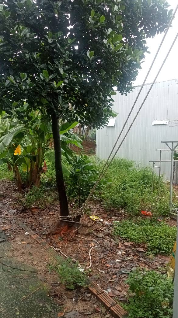 Đất nở hậu Nguyễn Phú Hường, Cẩm Lệ, Đà Nẵng 96m² giá 1.68 tỷ - Đầu tư sinh lời tuyệt vời!