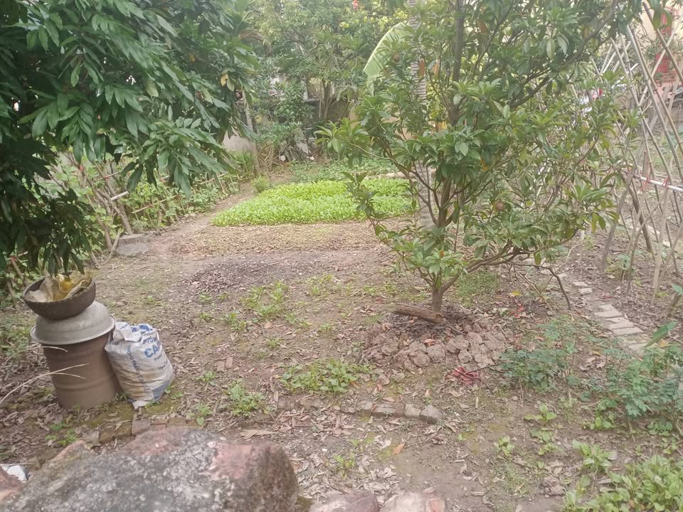 Đất nền Tân Quang 129m² giá chỉ 5.169 tỷ - Gần khu công nghiệp, nở hậu!