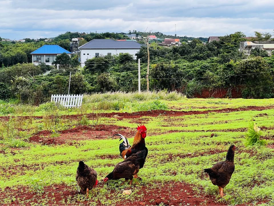 Đất nền xã Nam Ban, Lâm Hà 516m² giá 1.25 tỷ - Vị trí đẹp, pháp lý rõ ràng!