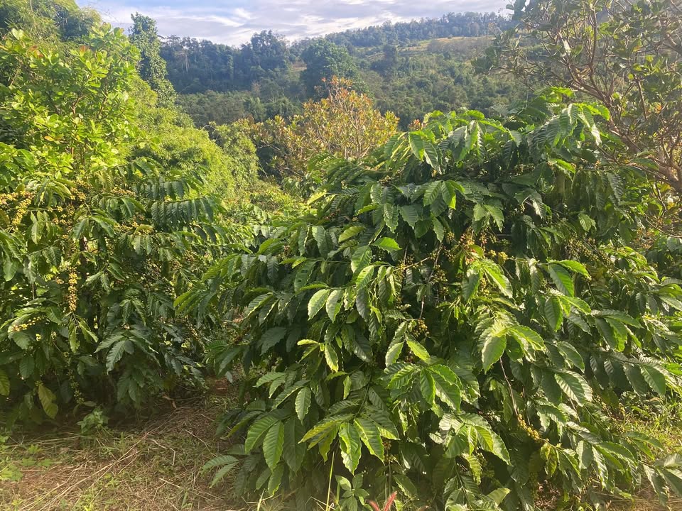 Đất nền Quảng Trực, Tuy Đức 1.3ha giá 950 triệu - Cơ hội đầu tư hấp dẫn!