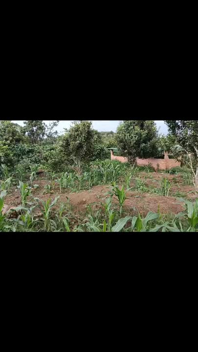 Đất nền 1.1 héc tại Tuy Đức, Đắk Nông giá chỉ 699 triệu - Cơ hội đầu tư tuyệt vời!