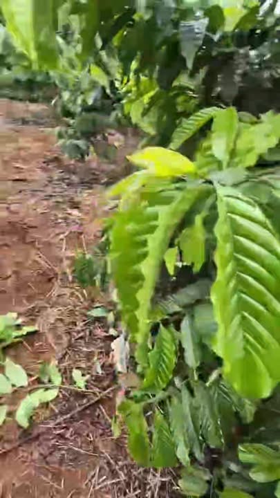 Đất nền Đắk Song 10,800m² giá chỉ 340 triệu - Đầu tư sinh lời hấp dẫn!