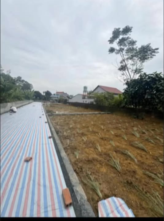 Đất ở Phú Cát Quốc Oai 100m² giá chỉ 2 tỷ - Sổ đỏ chính chủ, ô tô vào tận đất!