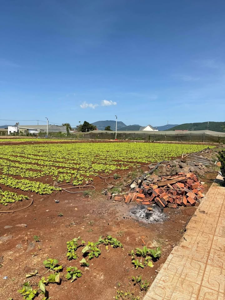 Đất Suối Thông B - Đạ Ròn 6m² giá 800 triệu - Tiềm năng tăng giá mạnh!