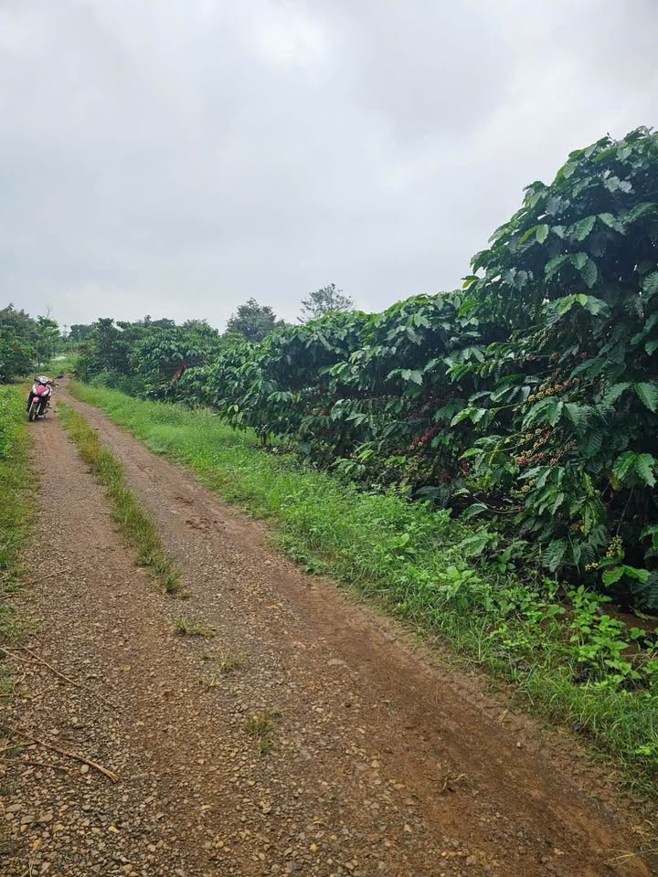 Đất nền Lộc An, Bảo Lâm 3600m² giá 2.4 tỷ - Đường ô tô vào tận nơi!