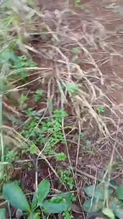 Đất nền 40,000m² tại xã Ea H'Leo, Đắk Lắk giá 1.6 tỷ - Cơ hội đầu tư tuyệt vời!