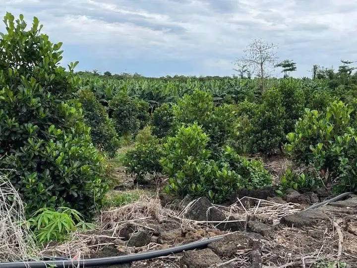 Đất nền Phú Lộc Tân Phú 10.000m² giá 3.5 tỷ - Vị trí tiềm năng gần KCN!