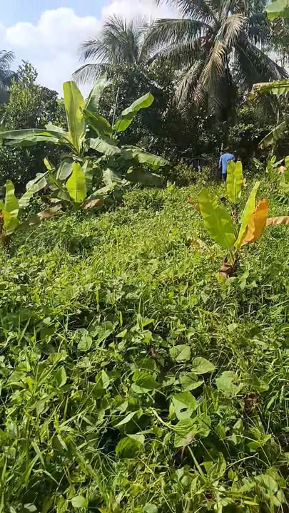 Đất nền 1,8 công mặt tiền đường Hà Tôn Hiến, phường 5, Cai Lậy - Giá chỉ 1,6 tỷ!