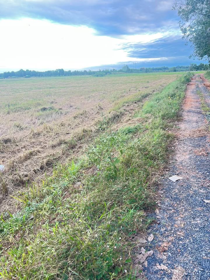 Đất cho thuê 90.000m² xã Thành Long, huyện Châu Thành - Giá chỉ 20 triệu/năm!