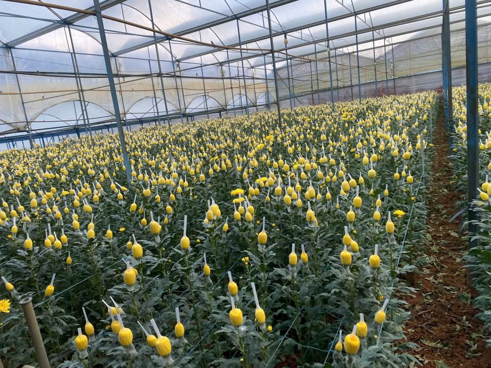 Đất nhà kính 3000m² đường Huỳnh Tấn Phát, Đà Lạt - Giá 5.9 tỷ, cơ hội đầu tư tốt!