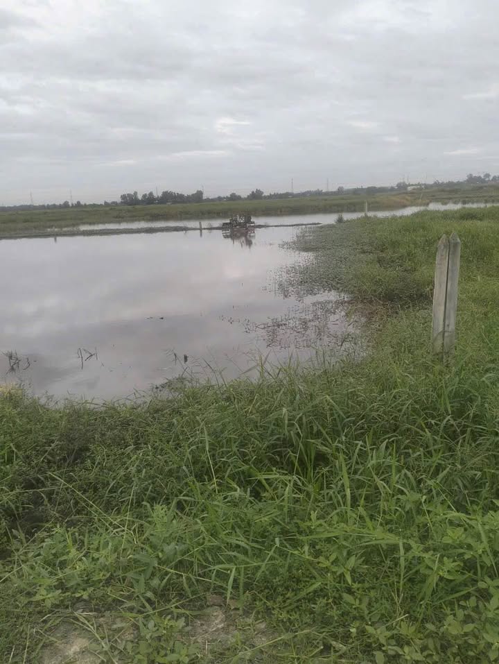 Đất lúa 3453m² tại Ấp 8, Tân Thạnh Đông, Củ Chi - Giá chỉ 2.245 tỷ!