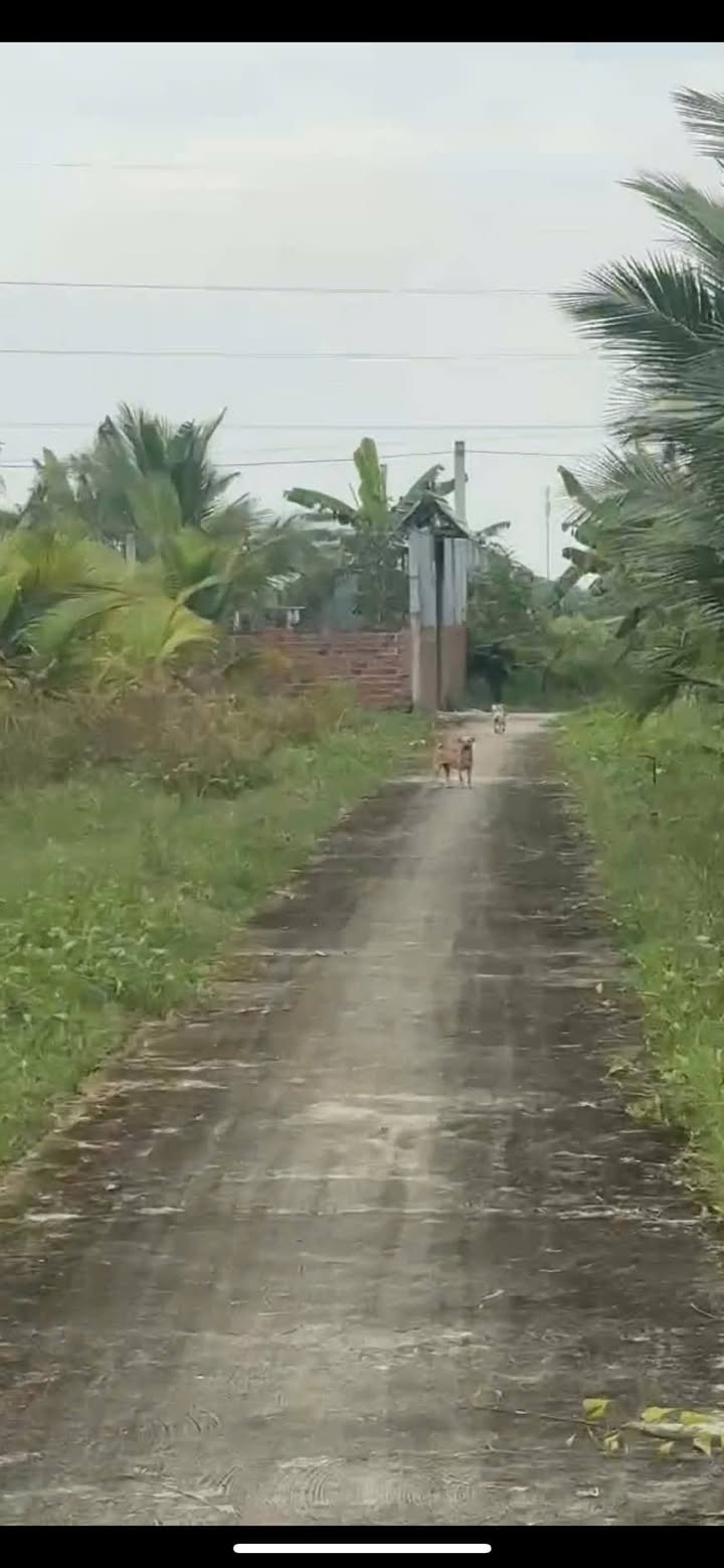 Đất nền ấp Bưng Cóc, Phú Mỹ, Mỹ Tú 1000m² giá chỉ 12 triệu/m ngang - Cơ hội đầu tư tuyệt vời!