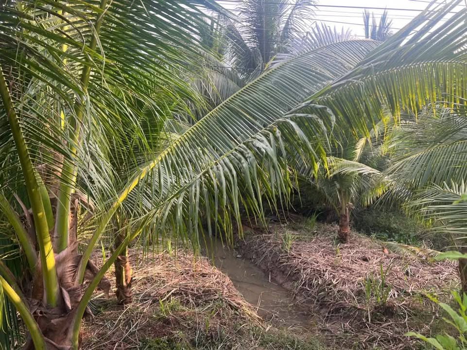 Đất mặt tiền đường nhựa Thới Lai 2000m² giá 2.2 tỷ - Cơ hội đầu tư sinh lời!