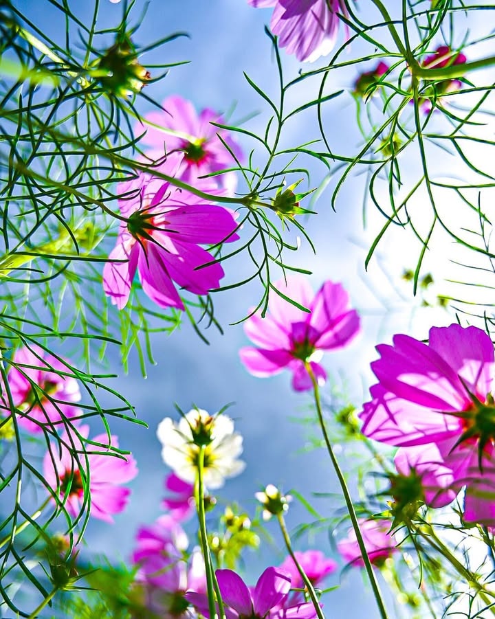 Đất nền 500m² đường Nguyễn Thị Bài, Cần Giuộc - Giá chỉ 4,2 tỷ thương lượng!