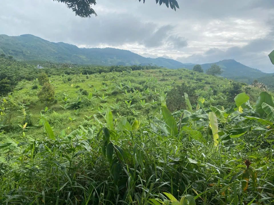 Đất nền Lộc Châu Bảo Lộc 6300m² giá 504.7 triệu - Cơ hội đầu tư hiếm có!