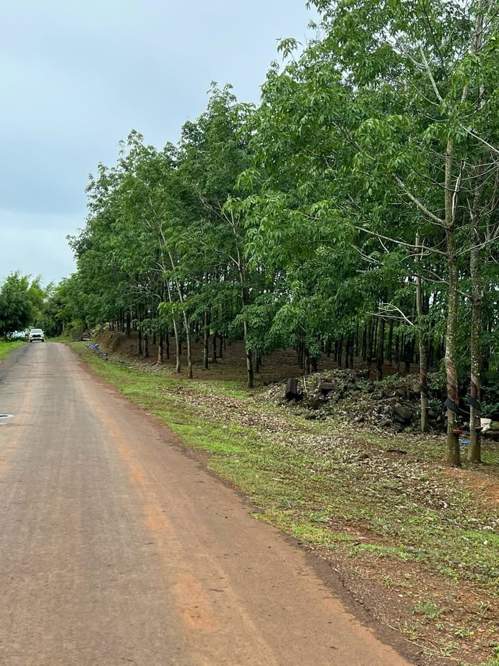 Lô đất Farm 1ha tại Bình Sơn, Ea Tir - Mặt tiền đường nhựa 117m, giá thỏa thuận hấp dẫn!