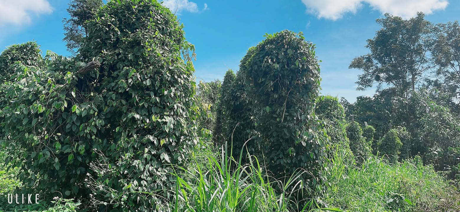 Đất nền Ea Sol, Ea H'leo 10.440m² giá 1.6 tỷ - Đầu tư sinh lời nhanh chóng!