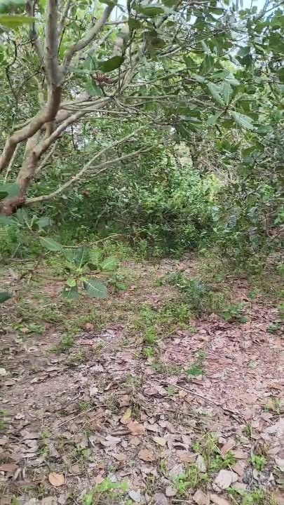 Đất nông nghiệp 5 sào tại xã Ea H'leo, Đắk Lắk giá chỉ 320 triệu - Tiềm năng phát triển lớn!