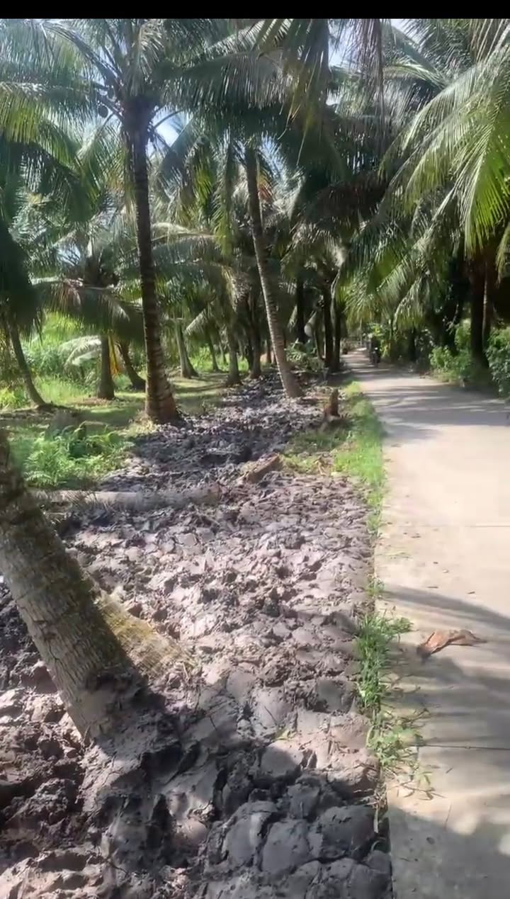 Đất vườn dừa Tân Thanh Giồng Trôm 515m² giá 350 triệu - Đường ô tô vào tận nơi!