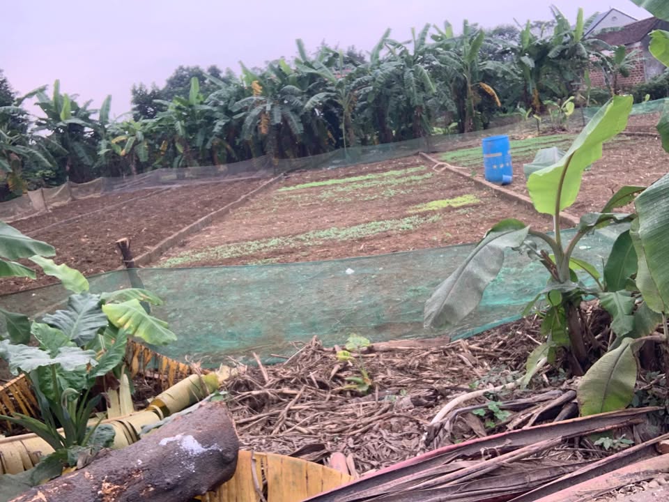 Đất nền Trần Phú Chương Mỹ 203m² giá thỏa thuận - Cơ hội đầu tư hấp dẫn!