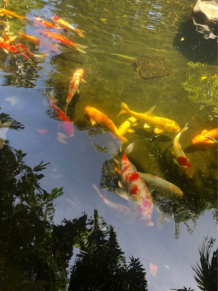 Chung cư Minh Linh Thủy Dương 53m² giá 1.3 tỷ - Full nội thất, vào ở ngay!