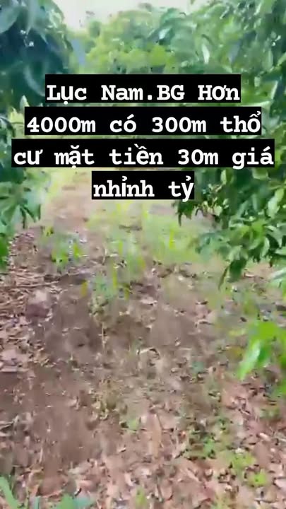 Đất nền Bình Sơn Lục Nam 4000m² giá 1.9 tỷ - Cơ hội đầu tư tuyệt vời!