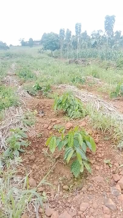 Đất 2.7 sào Đắk Gằn 9000m² giá 500 triệu - Đầu tư sinh lời