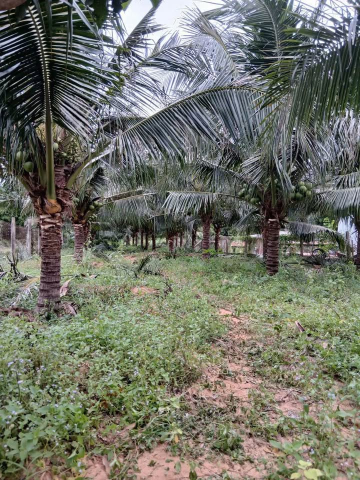 Đất nền Mũi Né 1000m² giá 5 tỷ - Chính chủ bán gấp, vị trí đẹp!