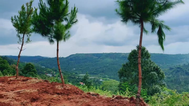 Đất nền 5000m² tại Đắk Nông giá 600 triệu - Pháp lý rõ ràng, thuận tiện giao thông!