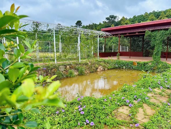 Đất nở hậu Phùng Hưng, Lộc Tân 973m² giá 3.3 tỷ - Cơ hội đầu tư lý tưởng!