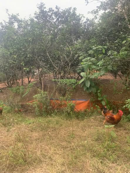 Đất ở Phú Phong, Hương Khê 140m² giá 1.5 tỷ - Đầu tư sinh lời ngay!