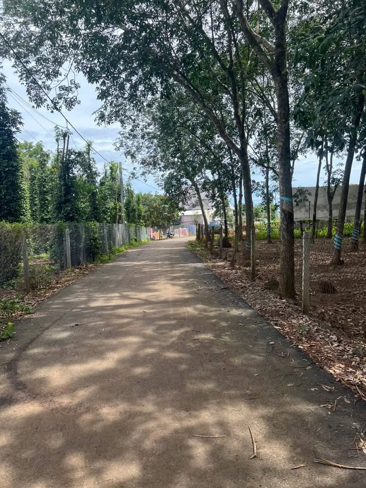 Đất nền xã Bình Giã, huyện Châu Đức 1200m² - Sổ đỏ chính chủ, giá chỉ 1.65 tỷ!