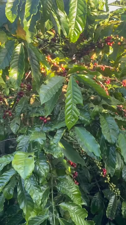 Farm H’Ra, Mang Yang, Gia Lai 4.8ha - Đầu tư sinh lời với cây cà phê và sầu riêng!