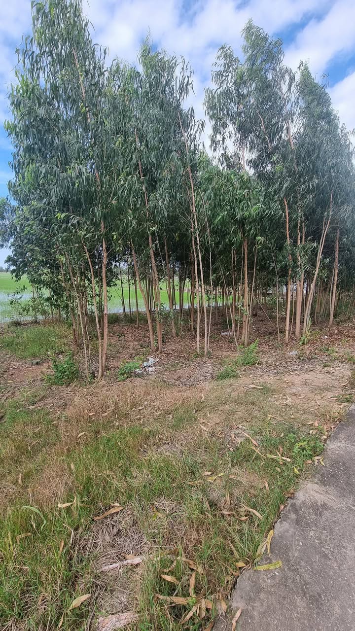 Đất nông nghiệp 133200m² mặt tiền đường Kênh Đòn Dong - Giá chỉ 130 triệu!