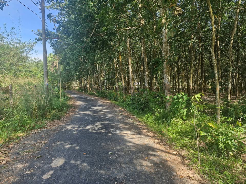 Đất nền ấp Cam Xe, xã Long Hòa, 3100m² giá 1.45 tỷ - Mặt tiền đường nhựa thuận lợi!