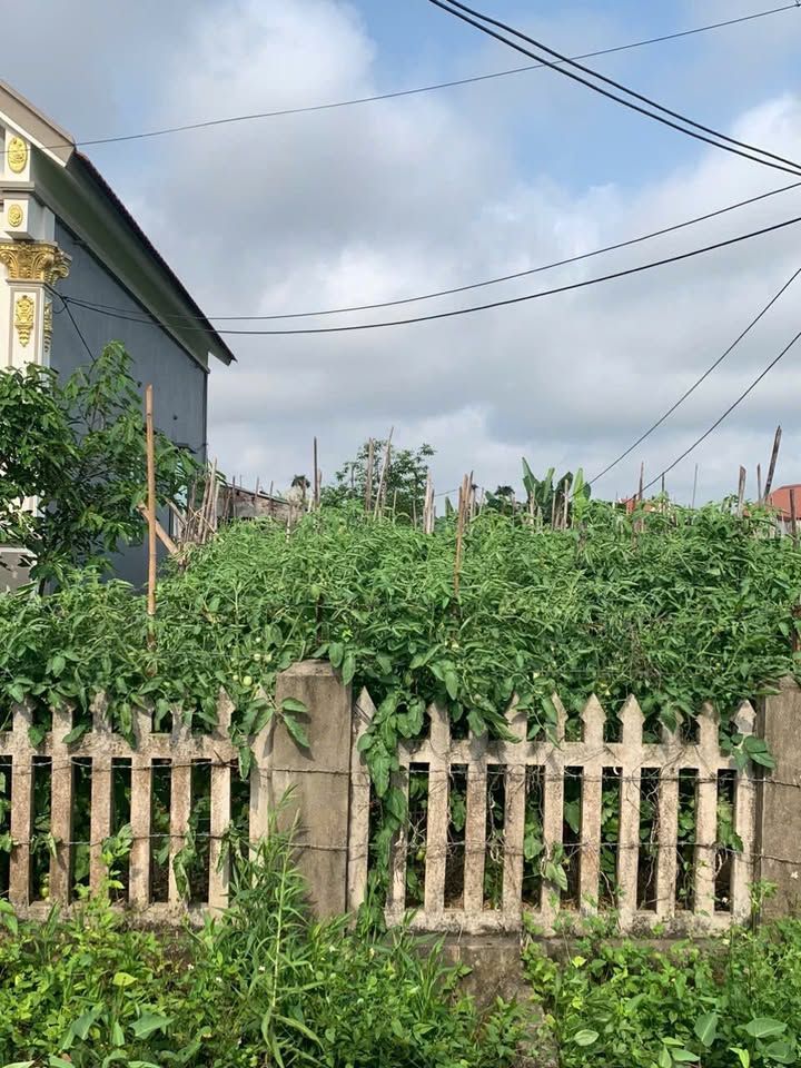 Đất nền khu công nghiệp Nghĩa Hưng 230m² giá 2.99 tỷ - Pháp lý rõ ràng, thuận tiện giao thông!