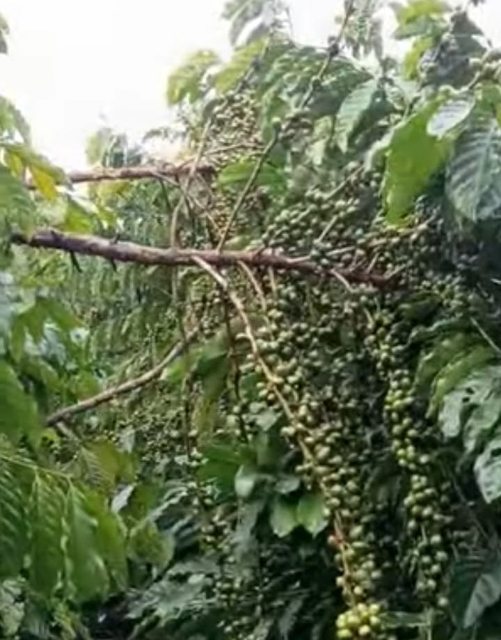 Đất nông nghiệp 3 sào tại Lộc Phú, Bảo Lâm - Giá 1.15 tỷ có thương lượng!