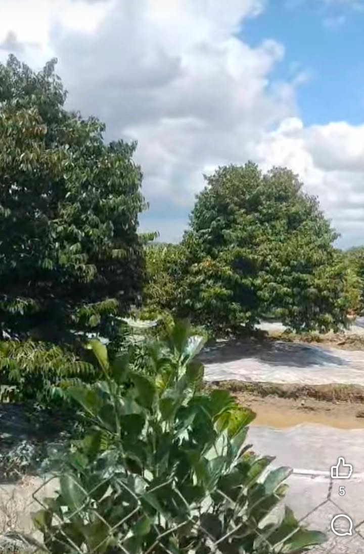 Farm sầu riêng 8 công tại xã Thanh Mỹ, Đồng Tháp - Giá chỉ 4.96 tỷ VND, thương lượng!