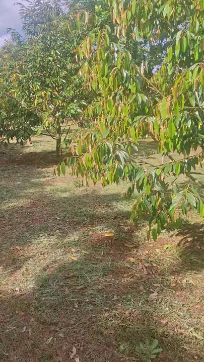 Đất vườn 1,5 sào tại Hòa Thắng, Buôn Ma Thuột - Chỉ 4,5 tỷ VND!